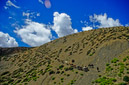 02_Ladakh_2000_Hemis_Trek_Bild_017