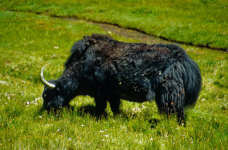 02_Ladakh_2000_Hemis_Trek_Bild_040