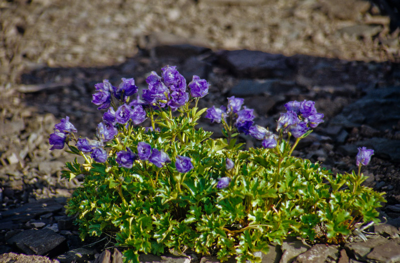 02_Ladakh_2000_Hemis_Trek_Bild_062