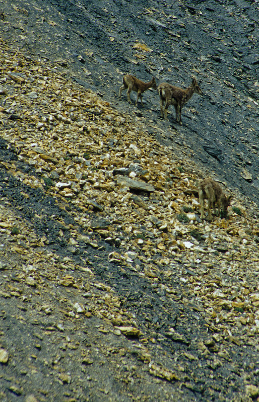 03_Ladakh_2000_Hemis_Trek_Bild_013