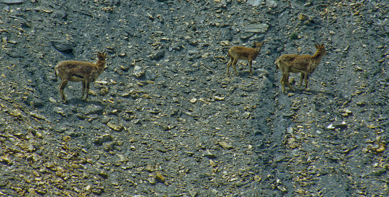 03_Ladakh_2000_Hemis_Trek_Bild_014