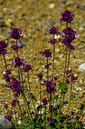 02_Ladakh_2000_Hemis_Trek_Bild_061