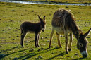 03_Ladakh_2000_Hemis_Trek_Bild_024