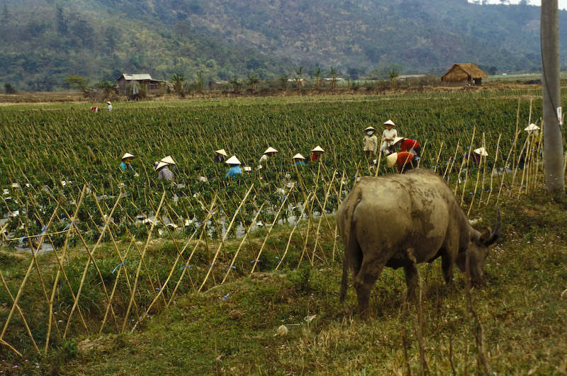 01_Vietnam_April_95_Bild_073