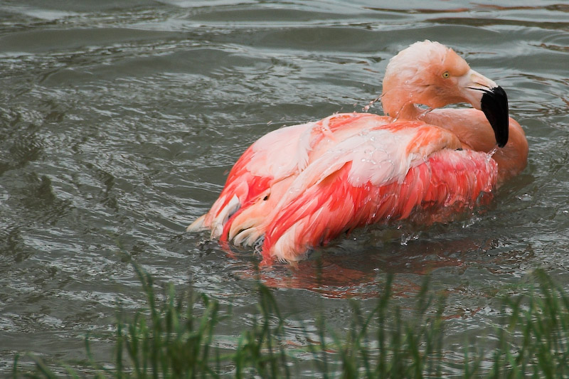 2006_06_05_Zoo_ZRH_0184_01