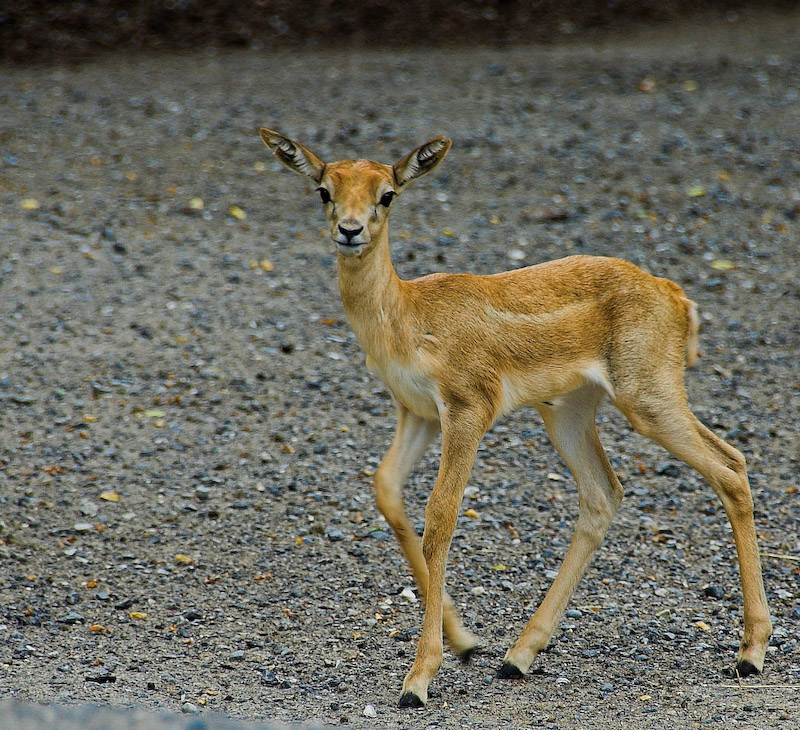 2006_07_29_Zoo_ZRH_0008_01