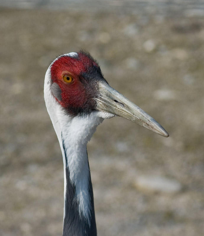 2007_03_15_Im_Zoo_ZRH_008