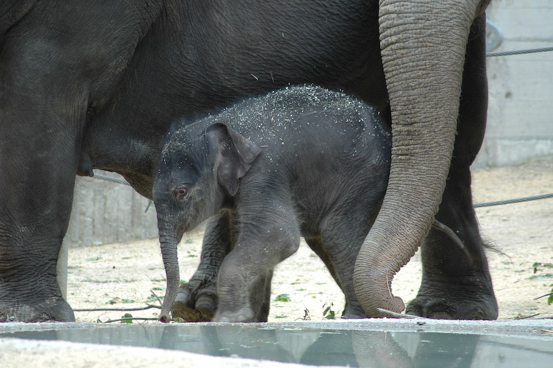 Zoo_ZRH_09_05_2005_13